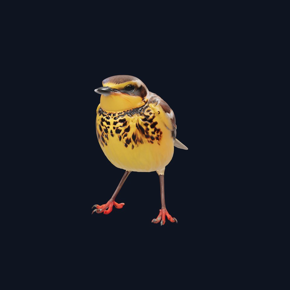 Vibrant Meadowlark Bird model pack